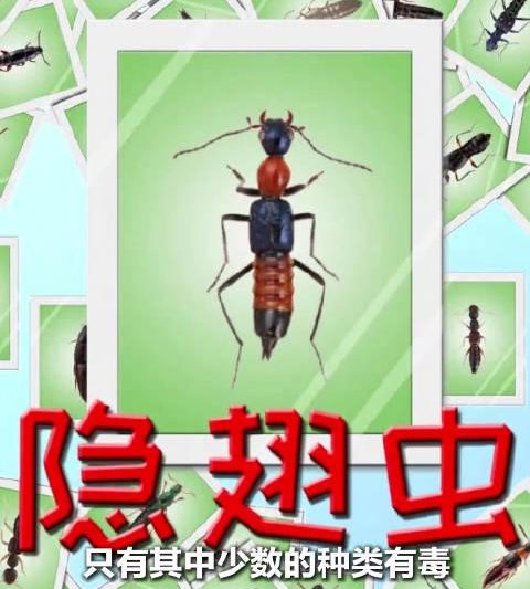 海外华人必看：隐翅虫危机爆发，这些防护技巧能帮你远离皮肤损伤