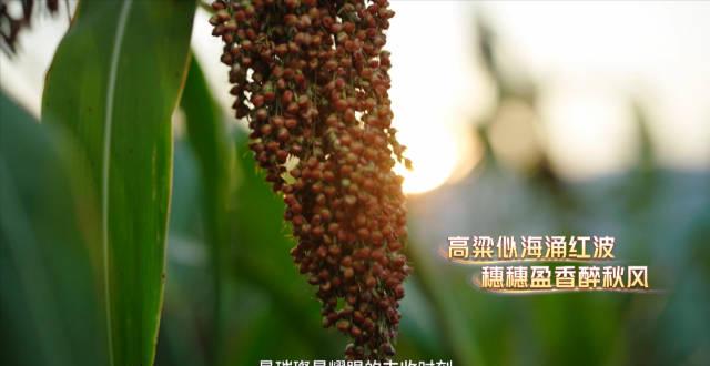 海外华人必看！如何突破地区限制观看央视红缨子丰收季特别节目