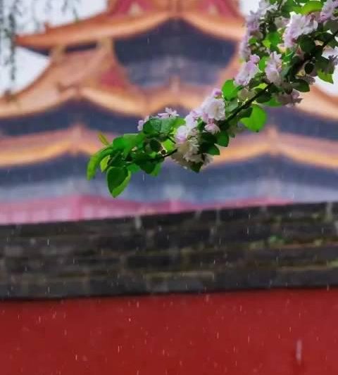 海外华人如何解锁故宫百年庆典？3招教你跨越地域限制追星赏景