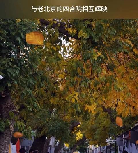 海外华人如何突破地区限制？北京胡同秋色成追剧路上的意外惊喜