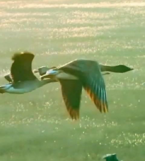 海外华人必看！三步教你解锁国内影视资源，随时随地追剧无压力