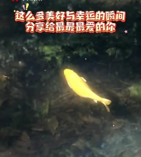海外党福音！3招教你解锁周深新歌，告别地区限制烦恼