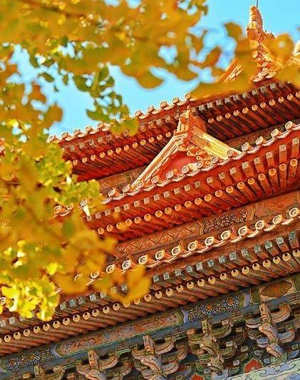故宫秋色美到窒息！红墙金叶绝配打卡攻略，错过再等一年