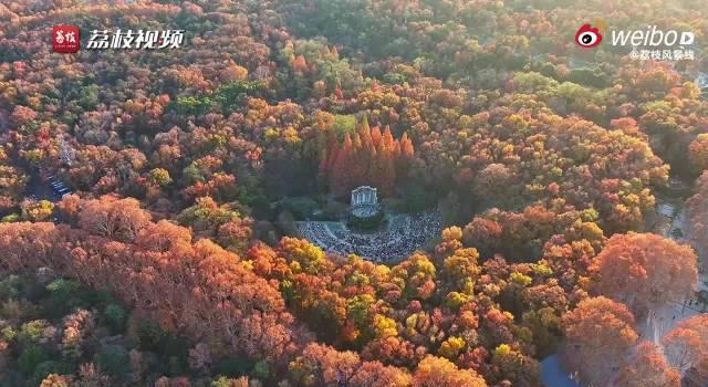 南京秋色惊艳海外游子:五彩斑斓的秋景如何突破地区限制在线观赏