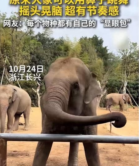 海外华人必看：轻松突破地区限制，国内热门影视音乐综艺随心看