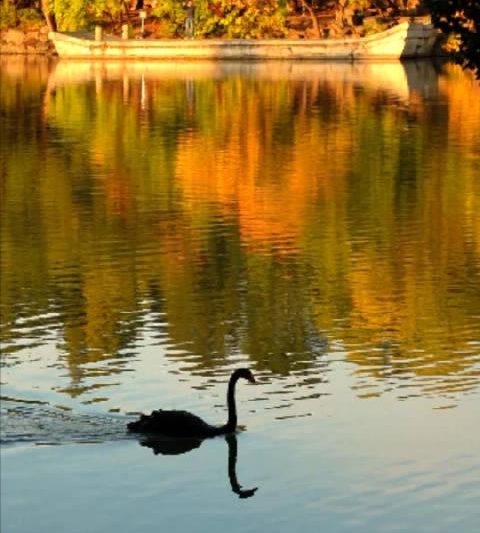 海外华人必看！3招解锁国内影视资源，不错过北京最美金秋