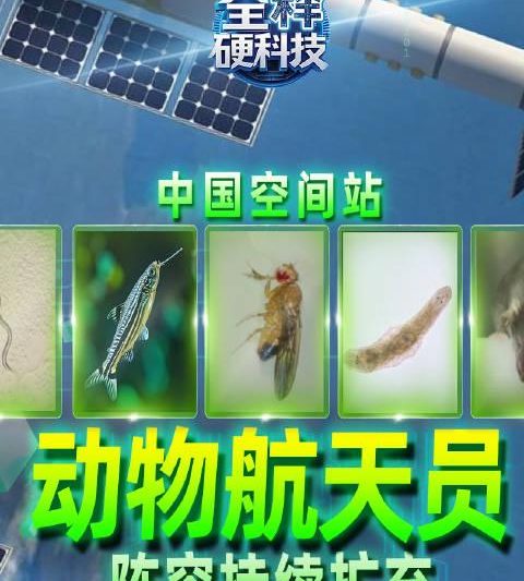 海外华人必看!手把手教你解锁国内影视资源,告别地区限制烦恼