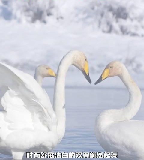 海外党福音：3招教你解锁《周深x新疆天鹅》这类国内限定宝藏内容！