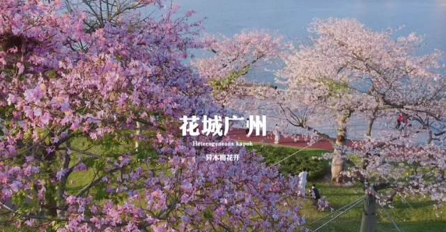 广州马拉松惊艳亮相!花海赛道美到窒息,海外跑友如何突破限制参赛?