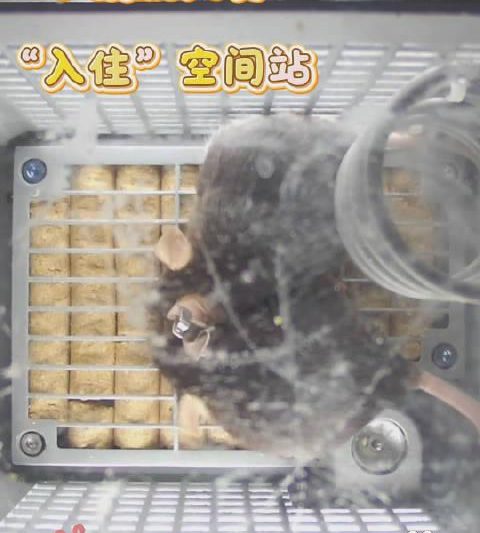 海外党追剧难？4只太空鼠引爆的版权困境，这些方法让你告别卡顿