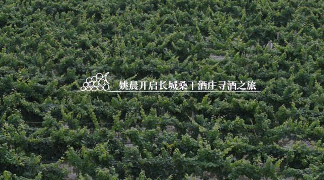 海外华人如何突破地域限制观看《好久不见》等国内热门节目?实用解决方案来了