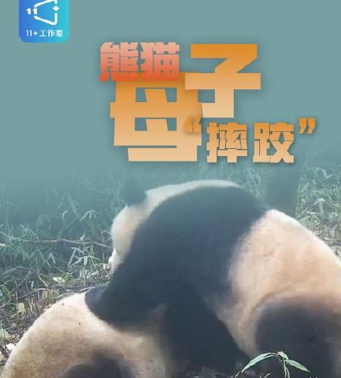 海外党福音！三招教你破解地区限制，轻松追看国宝熊猫萌态日常