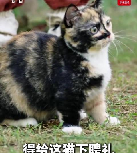 宋代养猫有多讲究？这份’聘猫契约’让现代铲屎官都惊呆了