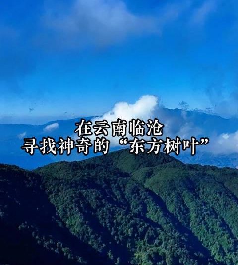 云南深山惊现万亩古茶树群！海外华人如何突破限制观看完整纪录片？