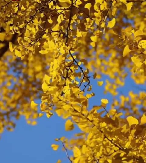 海外华人必看！散文中的北平之秋原来真实存在，教你如何解锁完整版赏秋视频