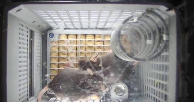 海外追剧党必看！4只小鼠上太空背后，藏着让你告别地区限制的秘诀