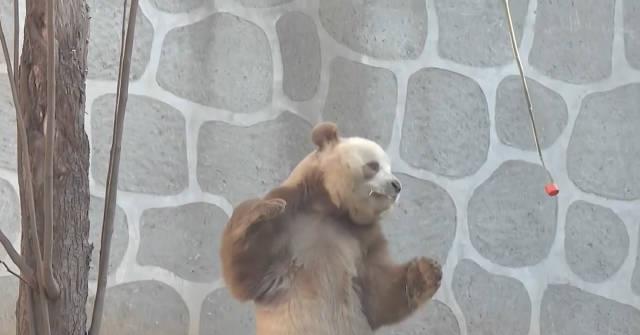 海外华人看国内节目总卡顿?别急,先来看看大熊猫七仔的体能训练趣闻