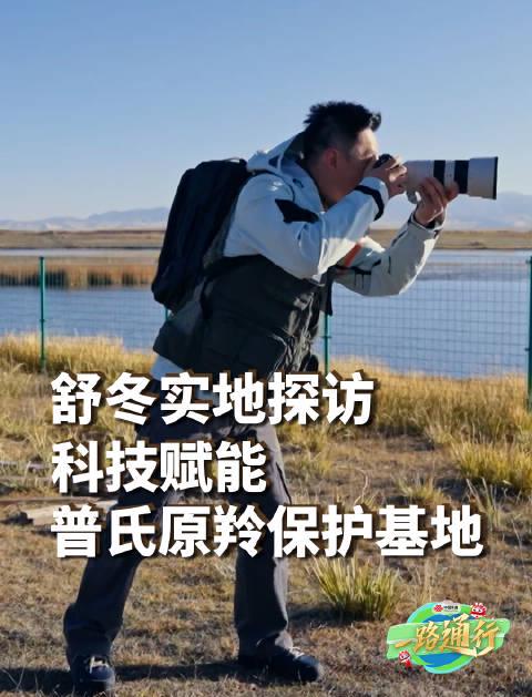 青海湖偶遇萌物竟是牛科国宝?从濒危到复兴,揭秘守护高原精灵的科技力量