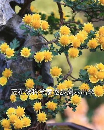 菊花泡水变蓝别急着倒！这其实是好信号，教你读懂它的“健康密码”