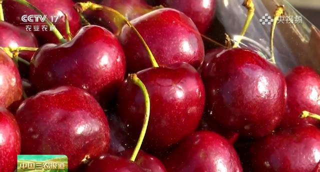 车厘子价格大跳水！资深果贩教你三招，挑出又大又甜还新鲜的那一盒