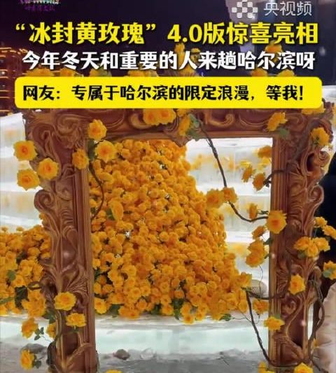 哈尔滨冰封黄玫瑰4.0版惊艳亮相！网友直呼：尔滨，你浪漫得不像话！