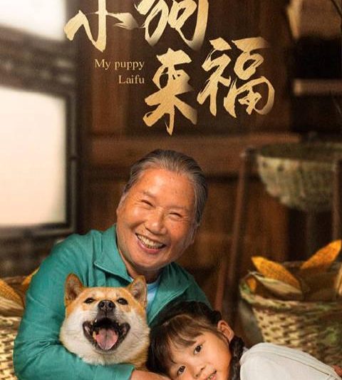 海外追剧党看过来！央视频《小狗来福》治愈上线，你的“地区限制”有救了？
