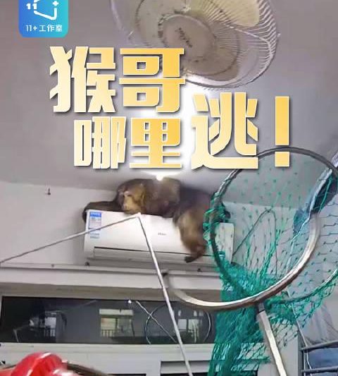 猴哥夜闯宿舍引热议，海外华人追剧看综艺遇“地域锁”怎么办？