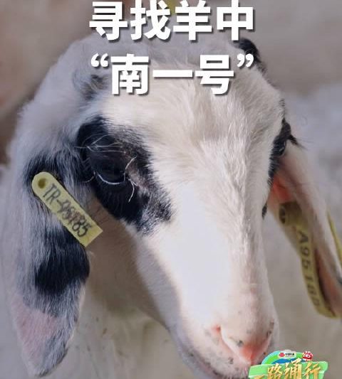 海外华人追剧卡顿怎么办？揭秘国内视频平台限制的真相与实用解决方案