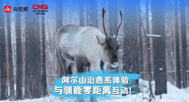 海外华人追剧听歌总卡顿？朱广权蒙眼rua驯鹿背后，藏着这些地区限制的真相