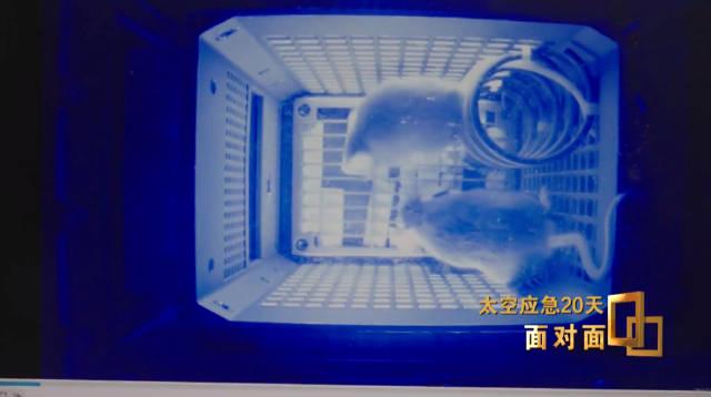 太空“加班”还喝上航天员特供豆浆？揭秘中国空间站里那些暖心的“鼠生赢家”