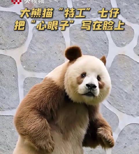 海外华人追剧遇阻？别急，先看看大熊猫七仔如何用眼神教你破解限制